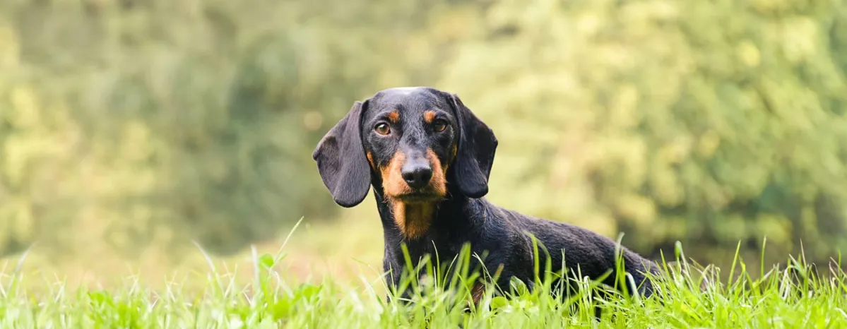 Meet the Hound Group | Purina New Zealand